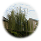 Sakai's Symbolic Willow Tree