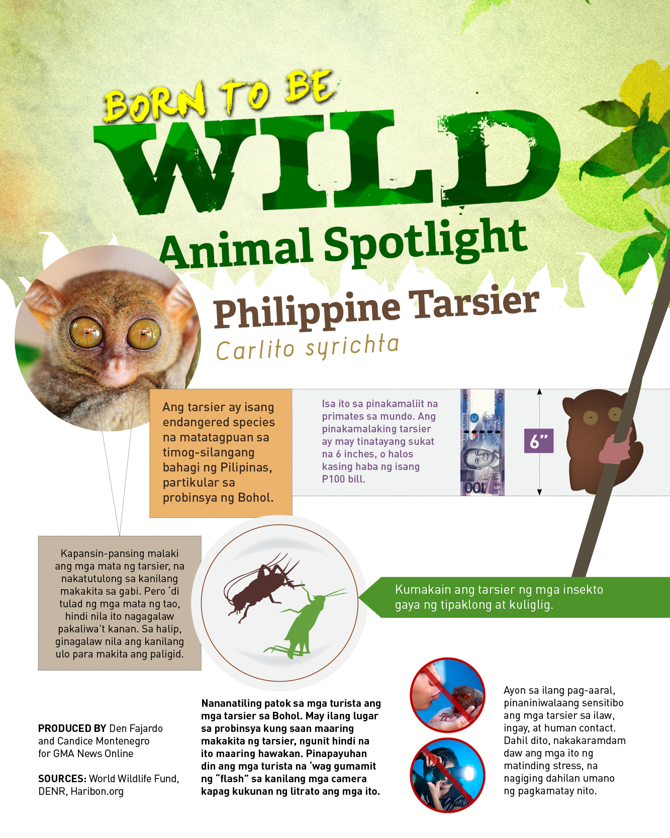 'Born to be Wild' Animal Spotlight: Philippine Tarsier | GMA News Online