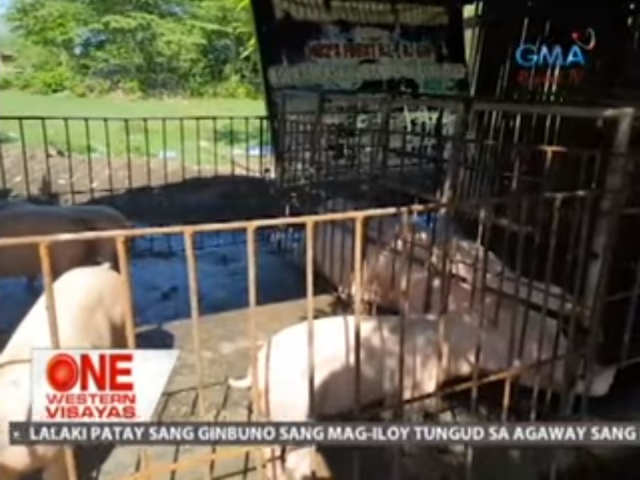 One Western Visayas Baha Sang Baboy Ginareklamo One Western Visayas