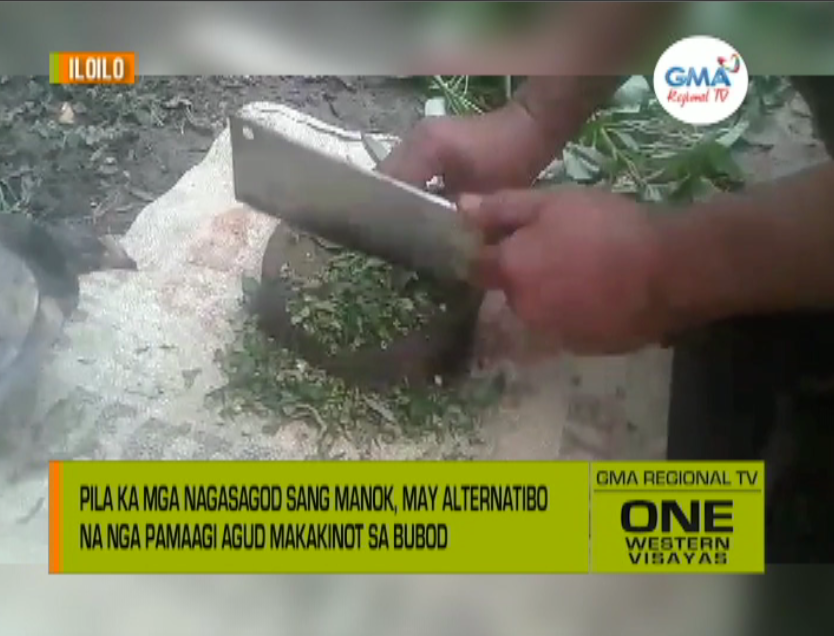 One Western Visayas Pila Ka Mga Nagasagod Sang Manok May Alternatibo