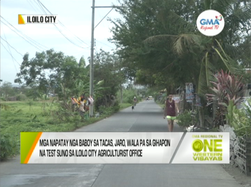 One Western Visayas Mga Napatay Nga Baboy Sa Tacas Jaro Wala Pa Sa