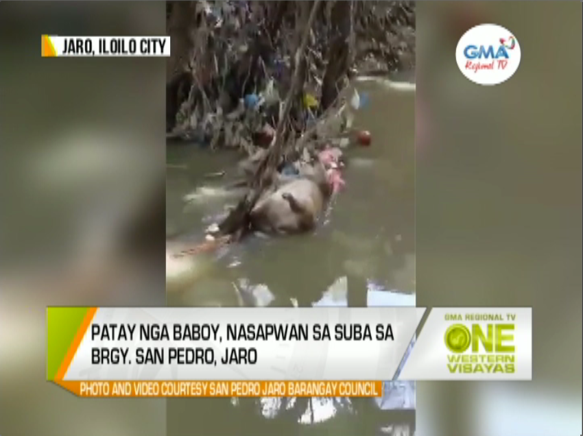 One Western Visayas Patay Nga Baboy Nasapwan Sa Suba Sa Brgy San