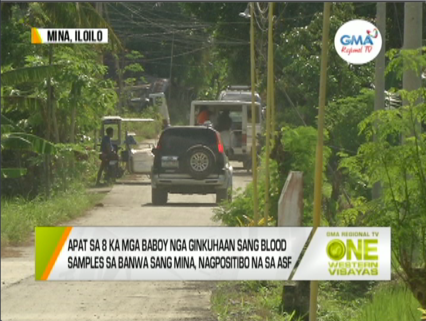 One Western Visayas Apat Sa Ka Mga Baboy Nga Gin Test Sa Mina