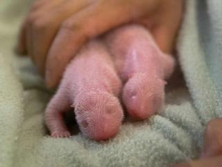 Newborn panda twins