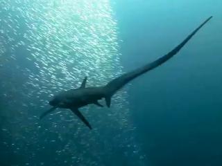 Thresher shark in action