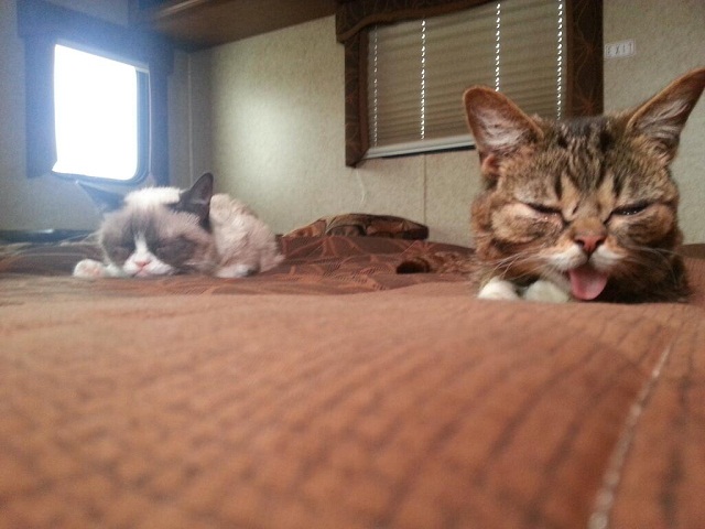 What Happens When Grumpy Cat And Lil Bub Meet Vine Videos Show