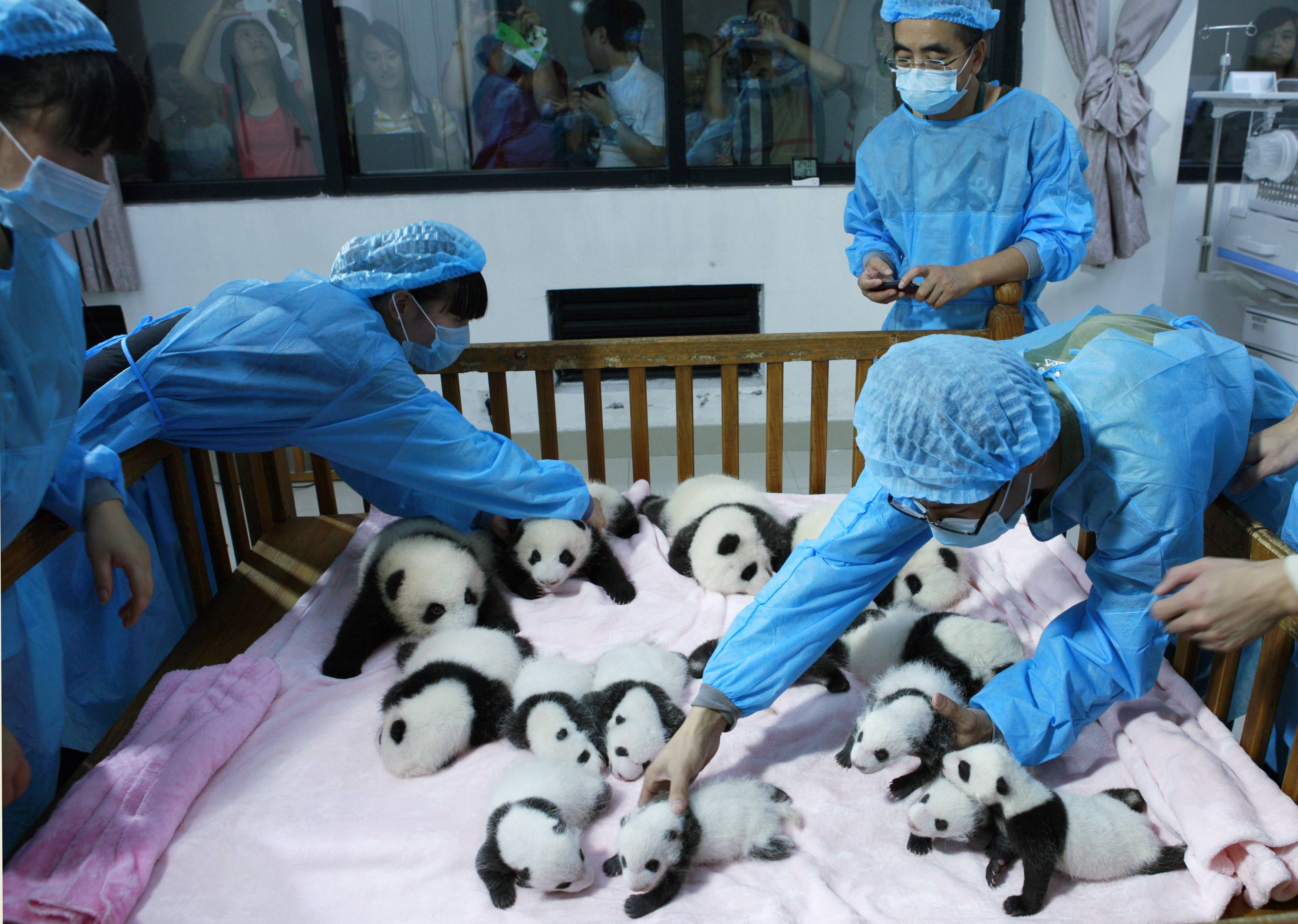 panda pillowpet