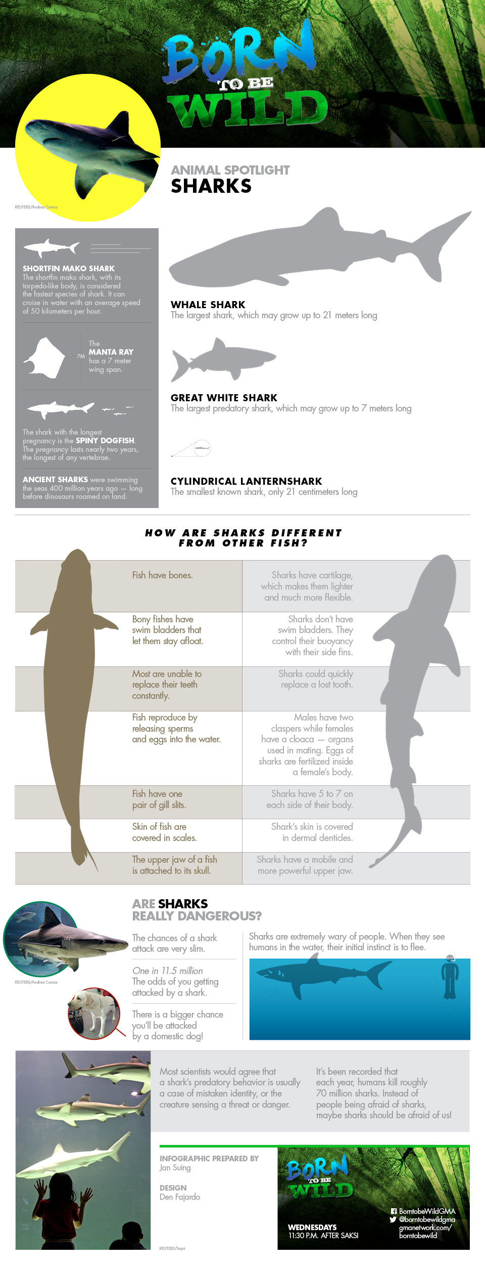 'Born to be Wild' Animal Spotlight: Sharks | GMA News Online