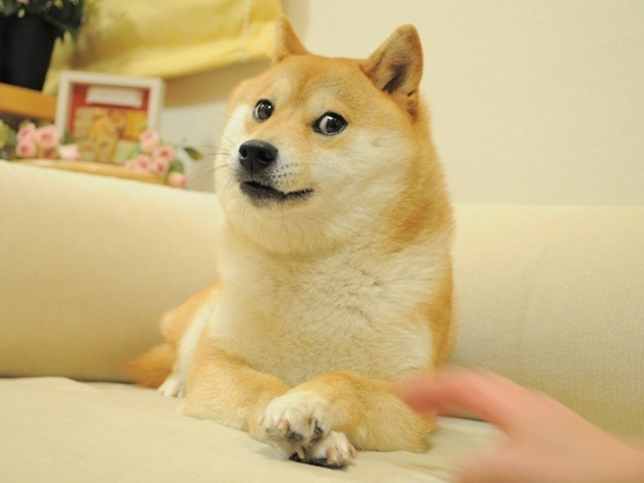 hashtag shiba inu