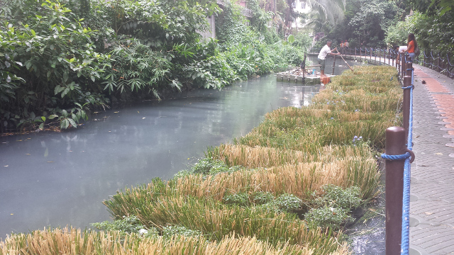 Vetiver Grass Helps Clean Murky Manila Estero