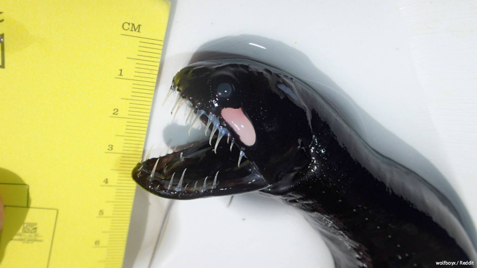 Alien-like fish captured in rare photographs | SciTech | GMA News Online