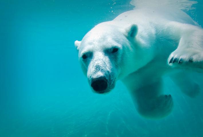 Freak Heatwave Pushes Winter North Pole Above Freezing