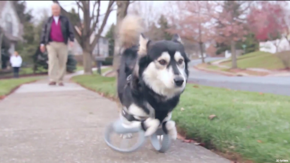 Watch Disabled Dog Can Run Again Thanks To 3d Printed Artificial