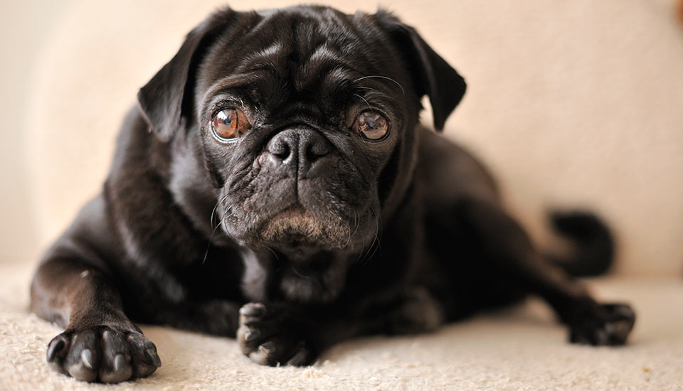 Dogs with small best sale noses