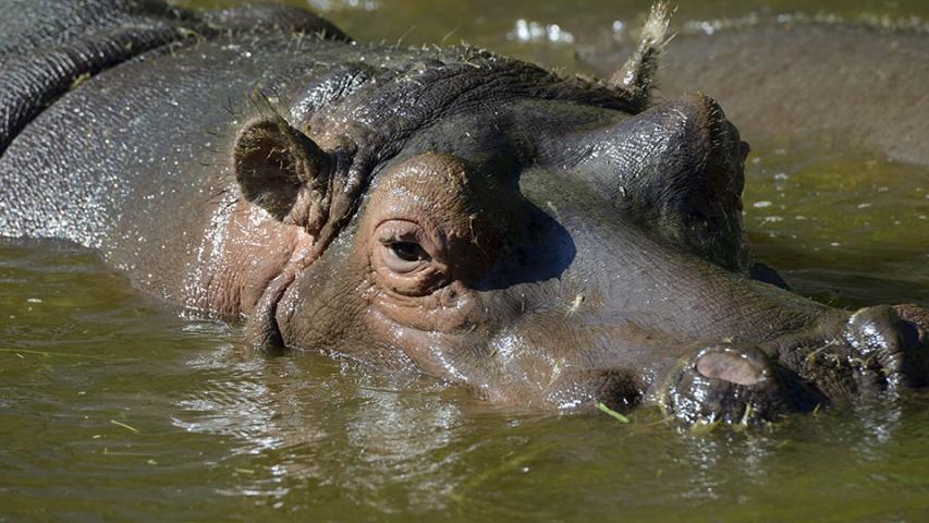 Image result for World’s oldest hippopotamus dies at 65