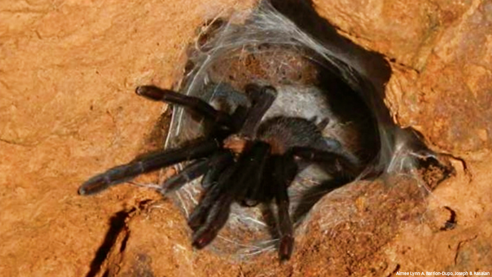 New Philippine cavedwelling tarantula lives up to its name GMA News