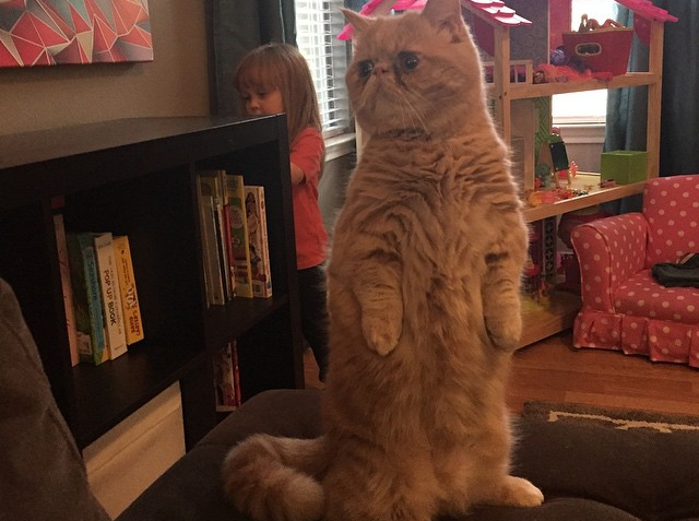 LOOK: Human-like ‘standing cat’ goes viral | Hashtag | GMA News Online