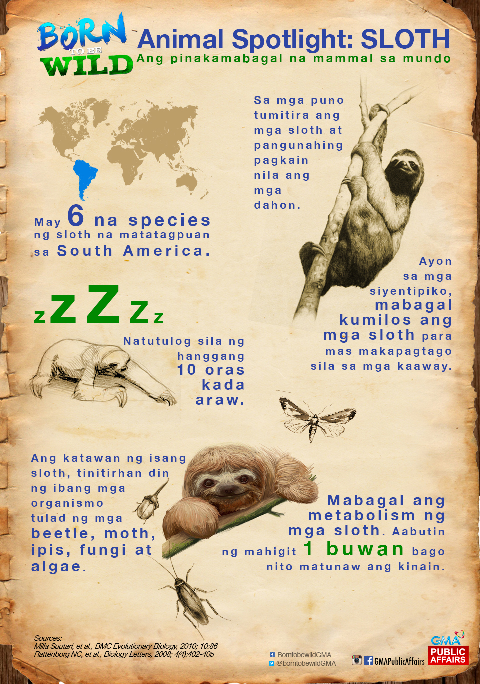 'Born to be Wild' Animal Spotlight: Sloth | GMA News Online