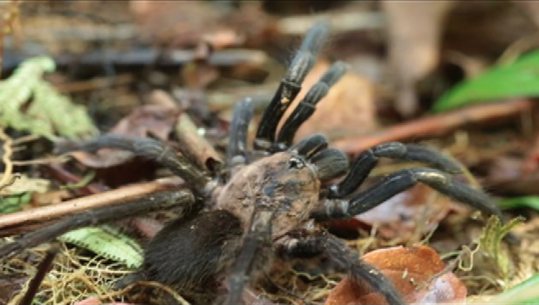 amazing tarantulas and snake venom on born to be wild