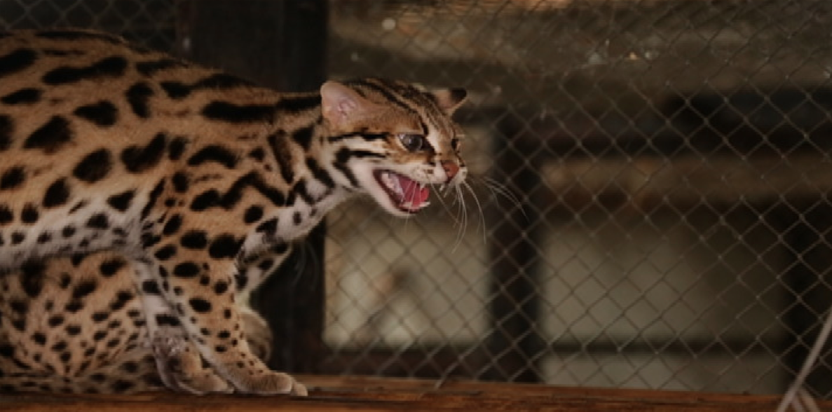 Doc Nielsen explores Vietnam's unique wildlife on 'Born to be Wild
