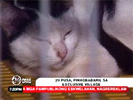 NBI probing massacre of 21 cats in Dasma Village