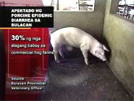 Disease plagues some Bulacan hog farms