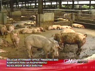 Bulacan intensifies drive vs hog disease