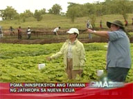 Arroyo inspects jatropha plantation