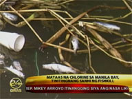 High chlorine content may have caused Manila Bay fishkill
