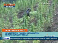 <b>QTV:</b> Police destroy marijuana plantation