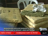 Farmer arrested in Benguet marijuana raid