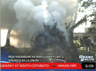 Marijuana plants destroyed in La Union