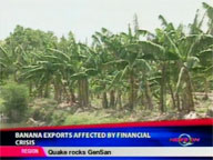  QTV:  Banana exports affected by financial crisis