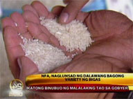 NFA to release 2 new rice varieties