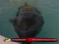 Rescued melon-headed whale still weak