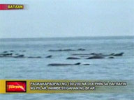 <b>Breaking News:</b> BFAR to probe beaching of dolphins in Bataan