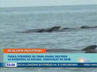 QTV:  BFAR to probe beaching of dolphins in Bataan