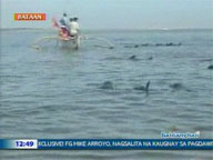  QTV:  Update on beaching of dolphins in Bataan