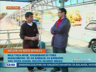  QTV:  BFAR on guard to prevent beaching of Melon-headed Whales
