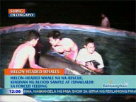  QTV:  Rescued Melon-headed Whale undergoes forced feeding