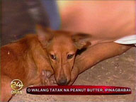 PAWS to adopt dog who stayed behind dead owner