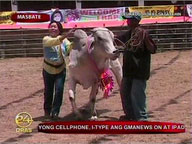 Masbate holds Rodeo festival