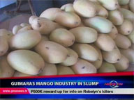  QTV:  Guimaras mango industry in slump