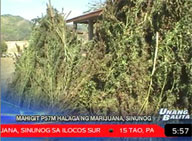 More than P57M worth of marijuana burned in Ilocos Sur