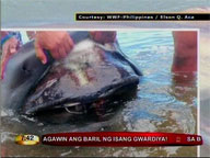 Rare shark found in Masbate