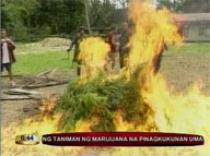 Troops raid Abu Sayyaf's marijuana plantation in Sulu