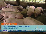 <b>QTV:</b> RP pigs still safe from swine flu virus, Agri dept says