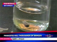  QTV:  Parasites kill thousands of 'bangus'