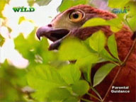 <b> Born to be Wild: </b> Rare but there