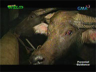 <b> Born to be Wild: </b> Carabao runs amok